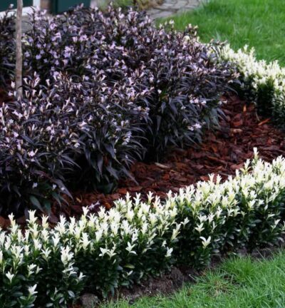 Euonymus japonica 'Paloma Blanca' - Kardinaalsmuts