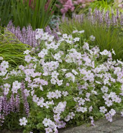Geranium 'Dreamland' - Ooievaarsbek