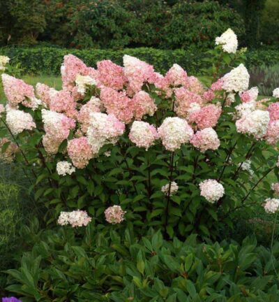 Hydrangea paniculata 'Vanille Fraise' - Hortensia