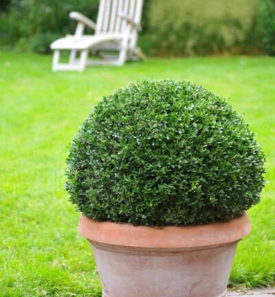 Ilex crenata Dark Green Bolvorm - Japanse Hulst