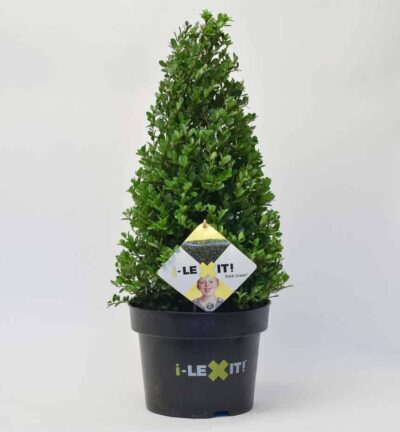 Ilex crenata Dark Green Kegel - Japanse Hulst