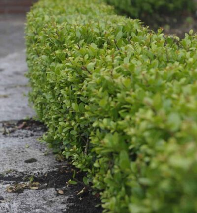 Ilex crenata Dark Green - Japanse Hulst