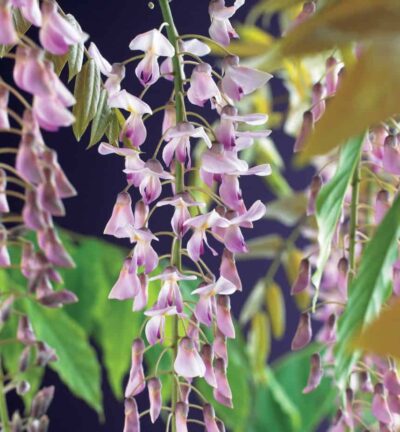 Wisteria floribunda 'Rosea' -  Blauwe Regen