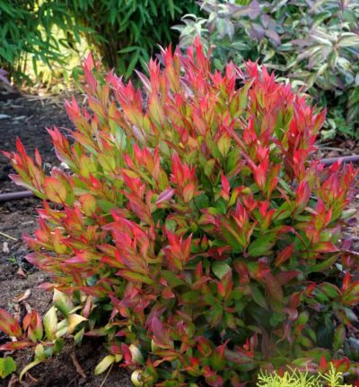 Leucothoe fontanesiana 'Little Flames' - Druifheide