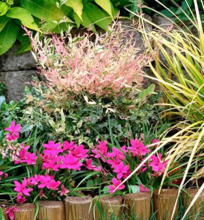 Nandina domestica 'Twilight'  - Hemelse bamboe