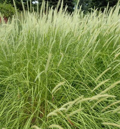 Pennisetum orientale 'Fairy Tails' - Lampenpoetsersgras