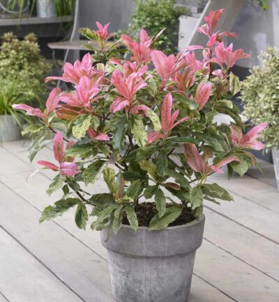 Photinia serratifolia 'Pink Crispy' - Glansmispel
