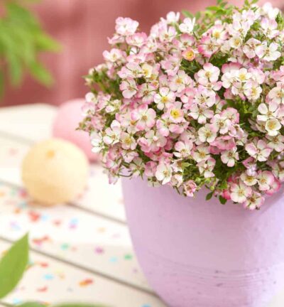 Rosa Cutie Pie - Roos