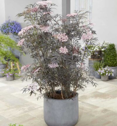 Sambucus nigra 'Black Lace' - Gewone Vlier