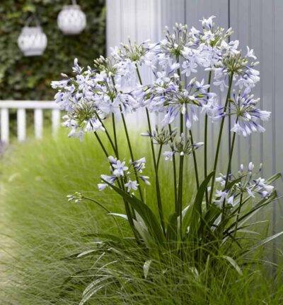 Agapanthus africanus Twister - Afrikaanse lelie
