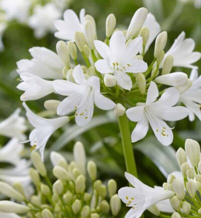 Agapanthus hybride Petite Eskimo -  Afrikaanse dwerglelie