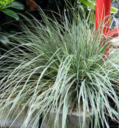 Carex oshimensis EverColor® Everest - Bonte Zegge