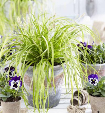 Carex oshimensis EverColor® 'Everillo' - Zegge