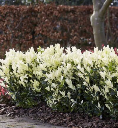 Euonymus japonicus ´Himalaya' - Kardinaalsmuts