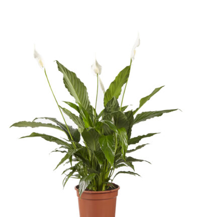 Spathiphyllum Vivaldi - Lepelplant ↕70cm