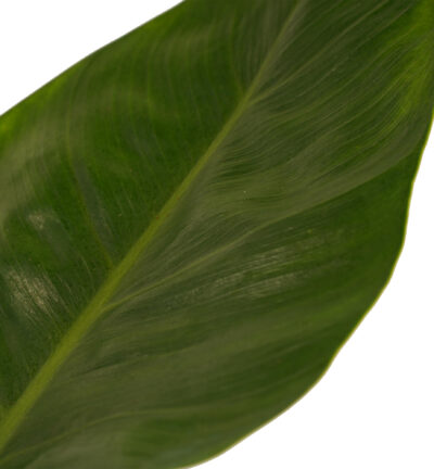 Philodendron Imperial Green Feel Green in Elho pot(antracite) - Philodendron ↕45cm