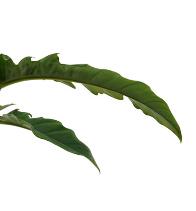 Philodendron Narrow Escape Feel Green in Elho pot (antracite)  - Philodendron ↕45cm