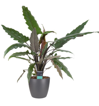 Alocasia Lauterbachiana met Elho brussels antracite - Olifantsoor ↕90cm