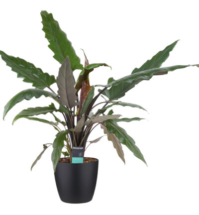 Alocasia Lauterbachiana met Elho brussels living black - Olifantsoor ↕90cm