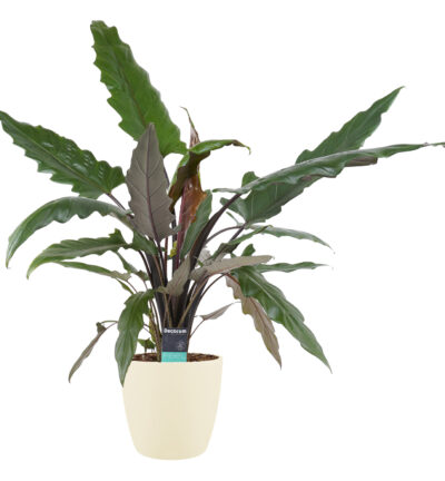 Alocasia Lauterbachiana met Elho brussels soap - Olifantsoor ↕90cm