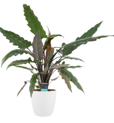 Alocasia Lauterbachiana met Elho brussels white - Olifantsoor ↕90cm
