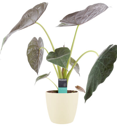 Alocasia Wentii met Elho brussels soap - Olifantsoor ↕75cm