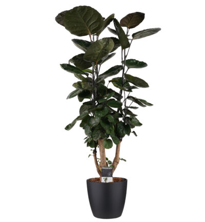 Decorum Polyscias Fabian vertakt met Elho brussels living black - Kamerboom ↕95cm