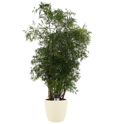 Polyscias Hawaiiana Ming vertakt met Elho brussels soap - Kamerboom ↕95cm