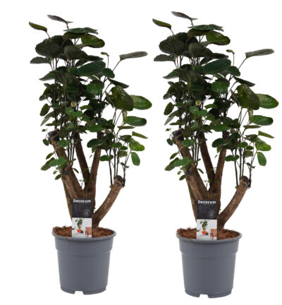 2x Polyscias Fabian vertakt - Kamerboom ↕50cm