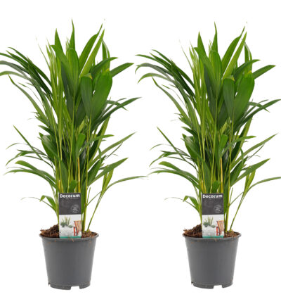 Decorum Duo Dypsis lutescens (Areca)