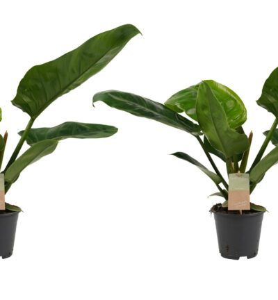 Decorum Duo Philodendron Imperial Green Feel Green