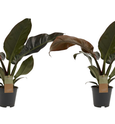 2x Philodendron Imperial Red Feel Green ↕45cm