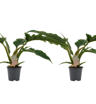 Duo Philodendron Narrow Escape Feel Green ↕45cm