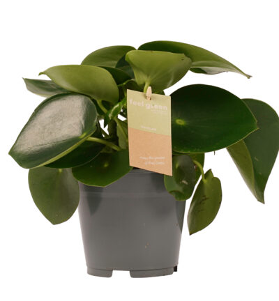 Peperomia Raindrop Feel Green - Peperplant ↕35cm