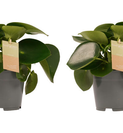 2x Peperomia Raindrop Feel Green - Peperplant ↕35cm