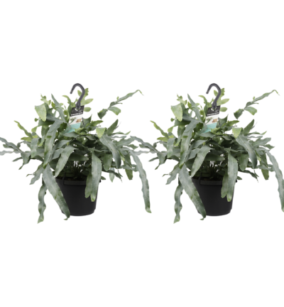 2x Phlebodium aureum 'Blue Star' - Zinkvaren ↕40cm