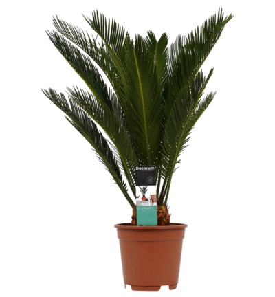 Cycas Revoluta  - Vredespalm ↕55cm