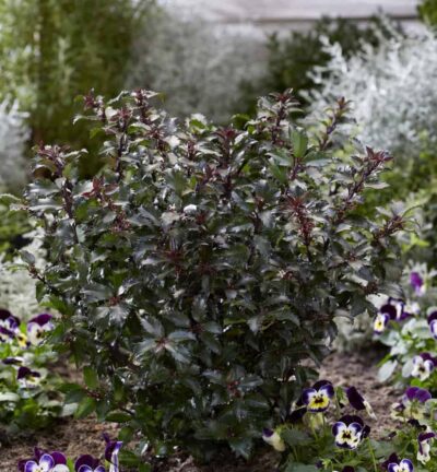 Ilex meserveae Gentle - Hulst