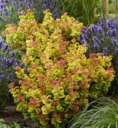 Leucothoe axillaris 'Curly Gold' - Druifheide