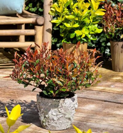 Photinia fraseri 'Chico' - Glansmispel