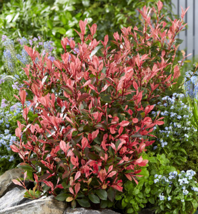 Photinia fraseri 'Little Fenna' - Glansmispel