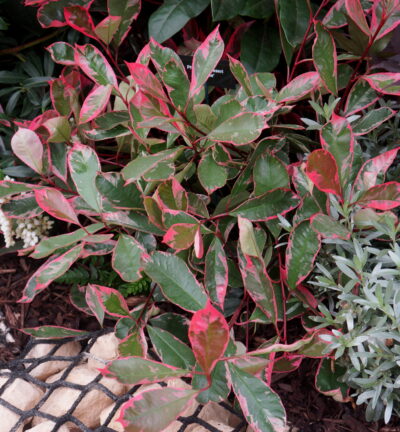Photinia fraseri 'Louise' - Glansmispel