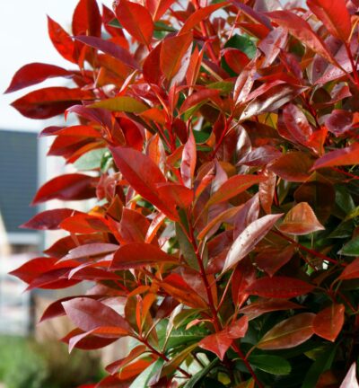 Photinia fraseri 'Red Light' - Glansmispel