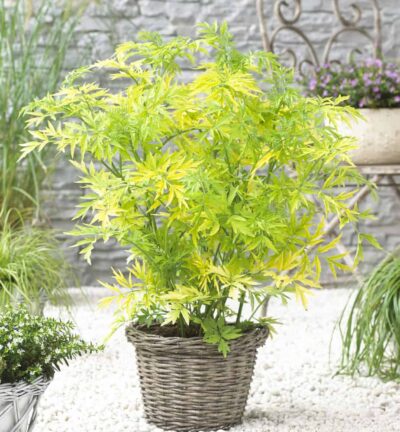 Sambucus nigra 'Golden Tower' -  Gele Vlier