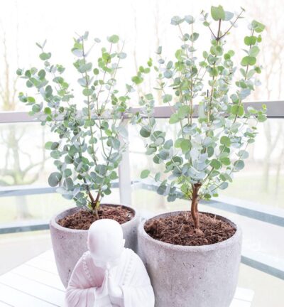 Eucalyptus gunnii 'Azura' - Gomboom