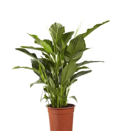Spathiphyllum Sweet Lauretta - Lepelplant ↕100cm