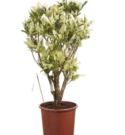 Croton Tamara - Wonderstruik ↕100cm