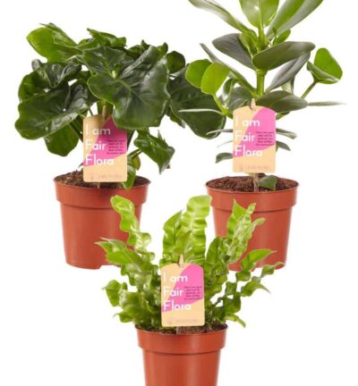 Luchtzuiverende mix, Clusia, Asplenium, Philodendron