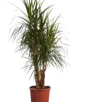 Dracaena marginata - Drakenbloedboom ↕130cm