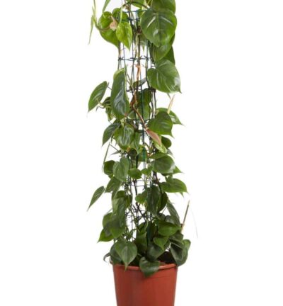 Philodendron scandens - Gatenplant ↕120cm